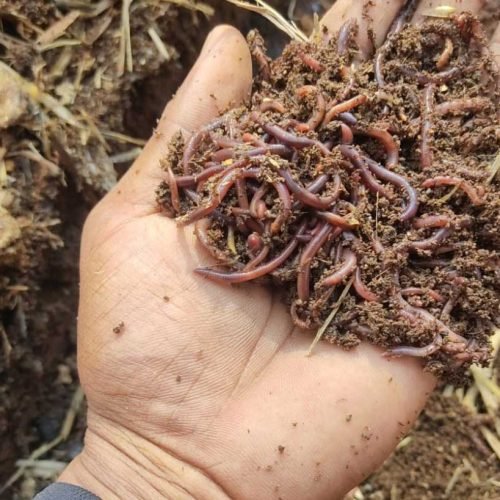 Success Story on Vermicompost!