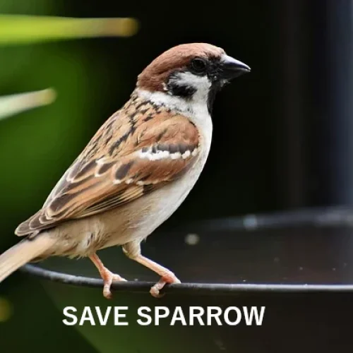 SAVE HAPPINESS – LITTLE GAURIYA !